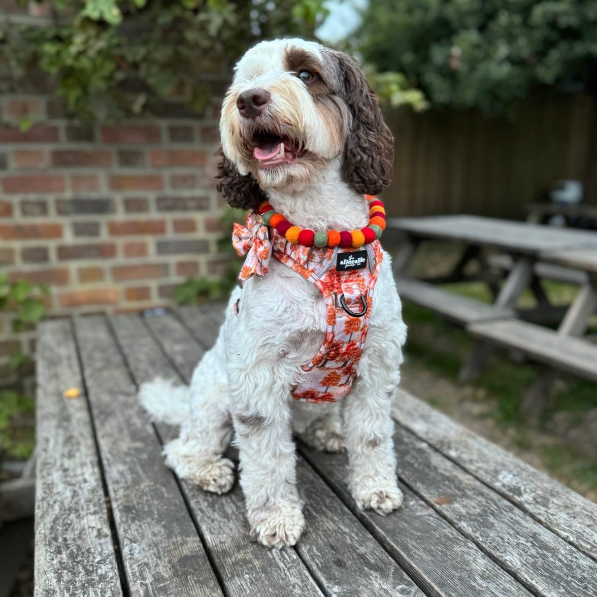 Autumn Walks Pom Pom Collar