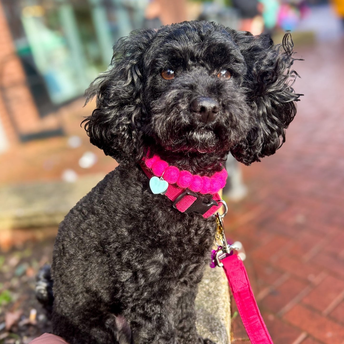 Fuchsia Pom Pom Collar