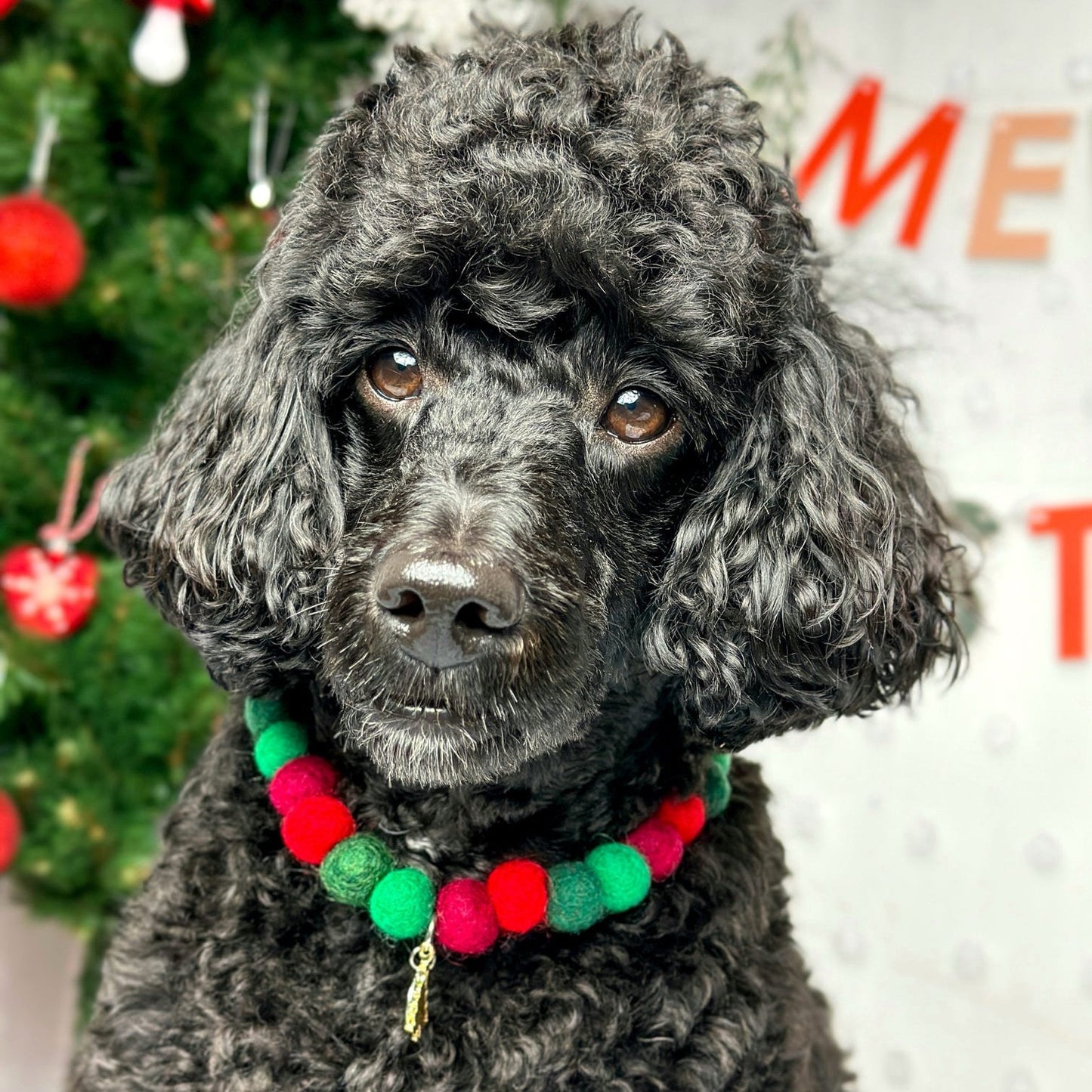 Christmas Wishes Christmas Pom Pom Collar