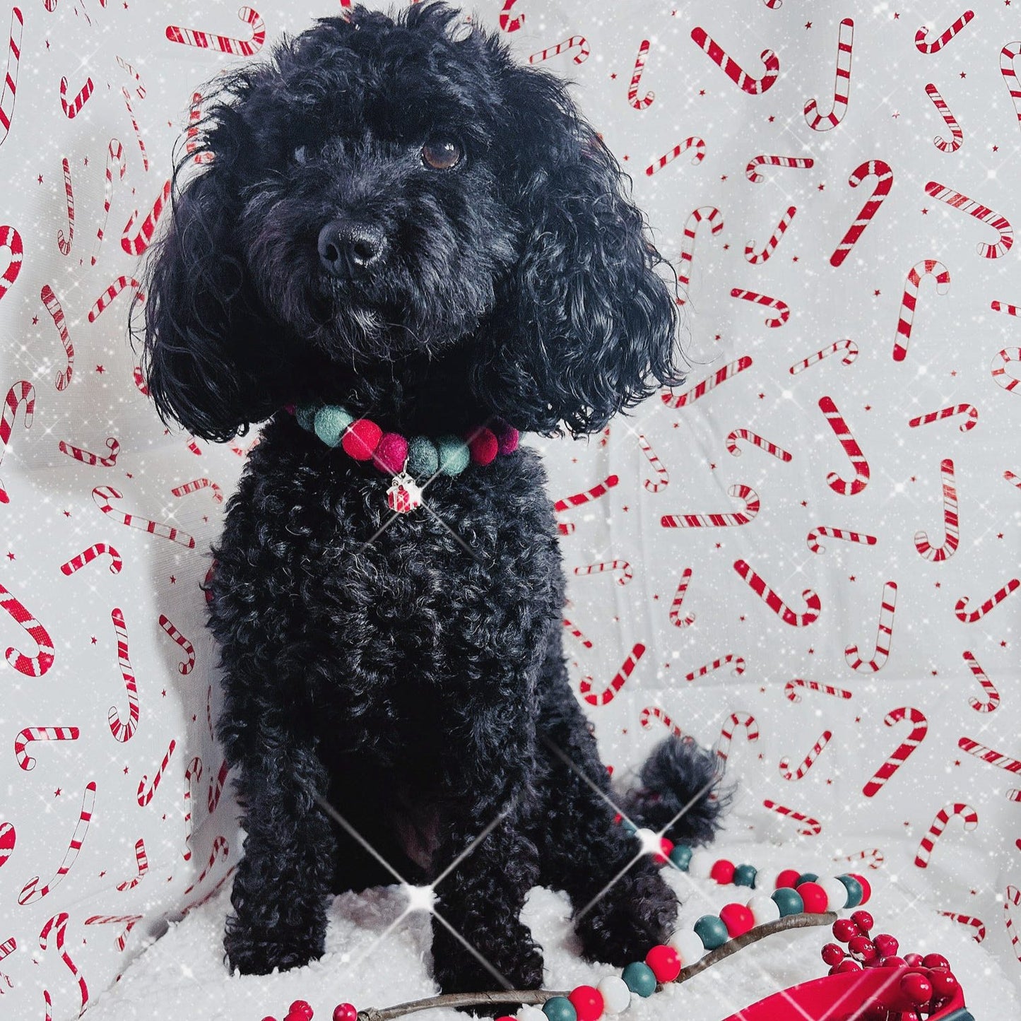 Holly & Ivy Christmas Pom Pom Collar