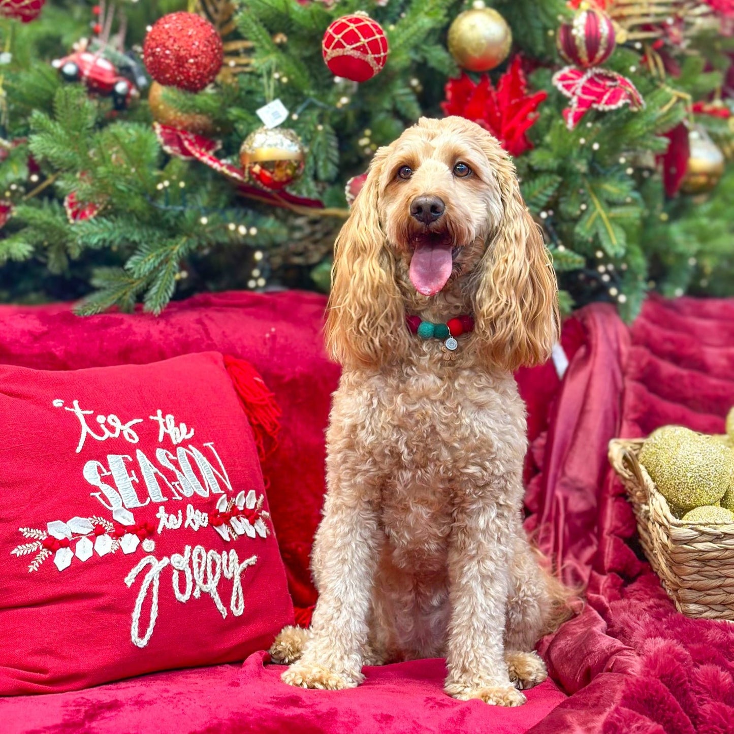 Christmas Wishes Christmas Pom Pom Collar