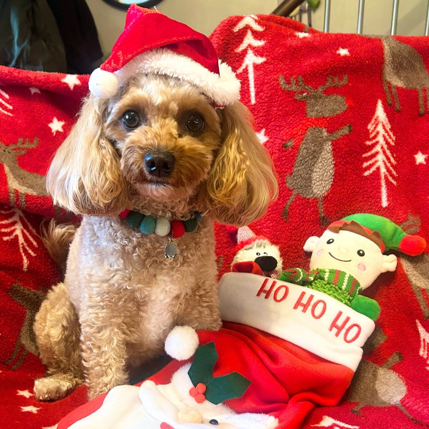 Holly & Ivy Christmas Pom Pom Collar