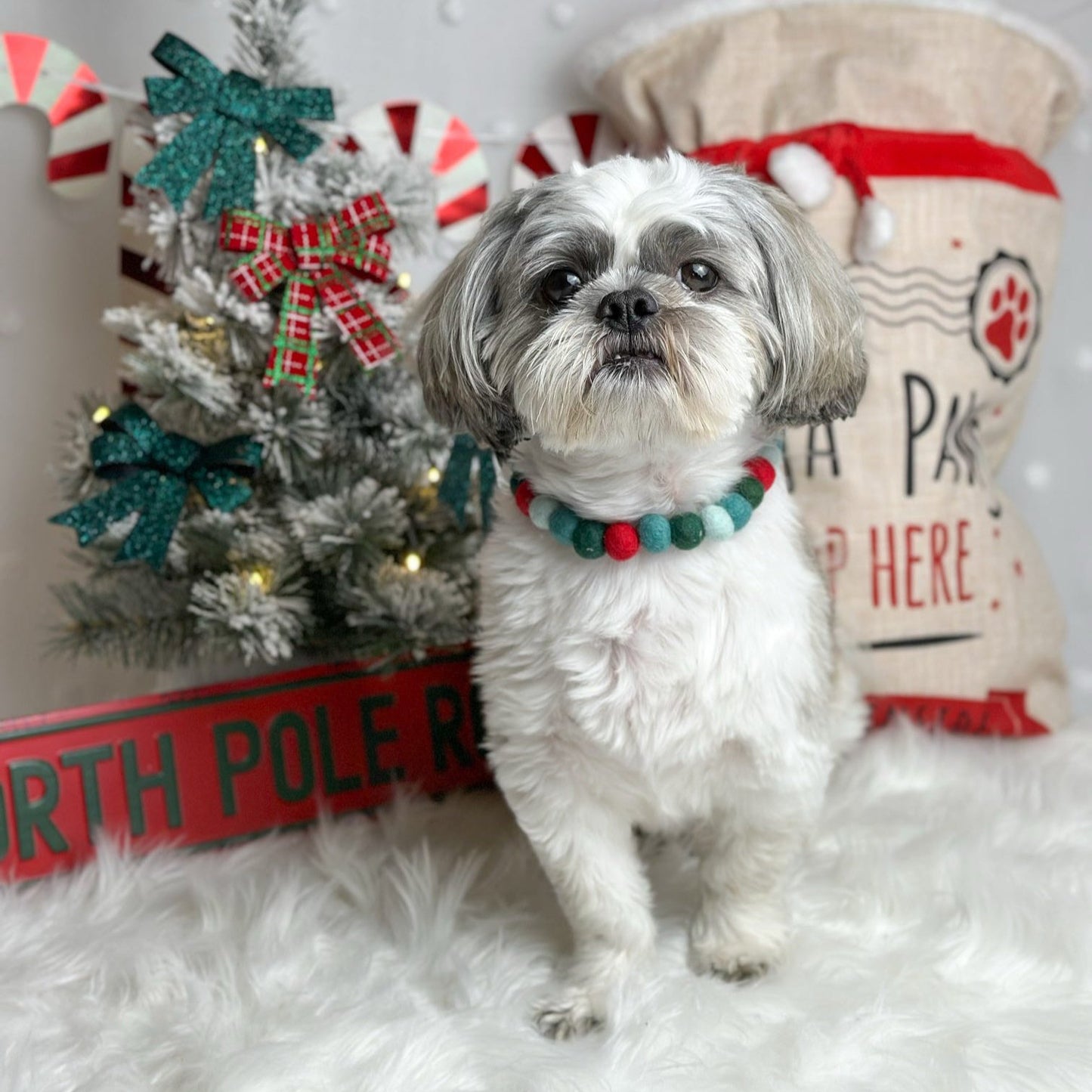 Holly & Ivy Christmas Pom Pom Collar