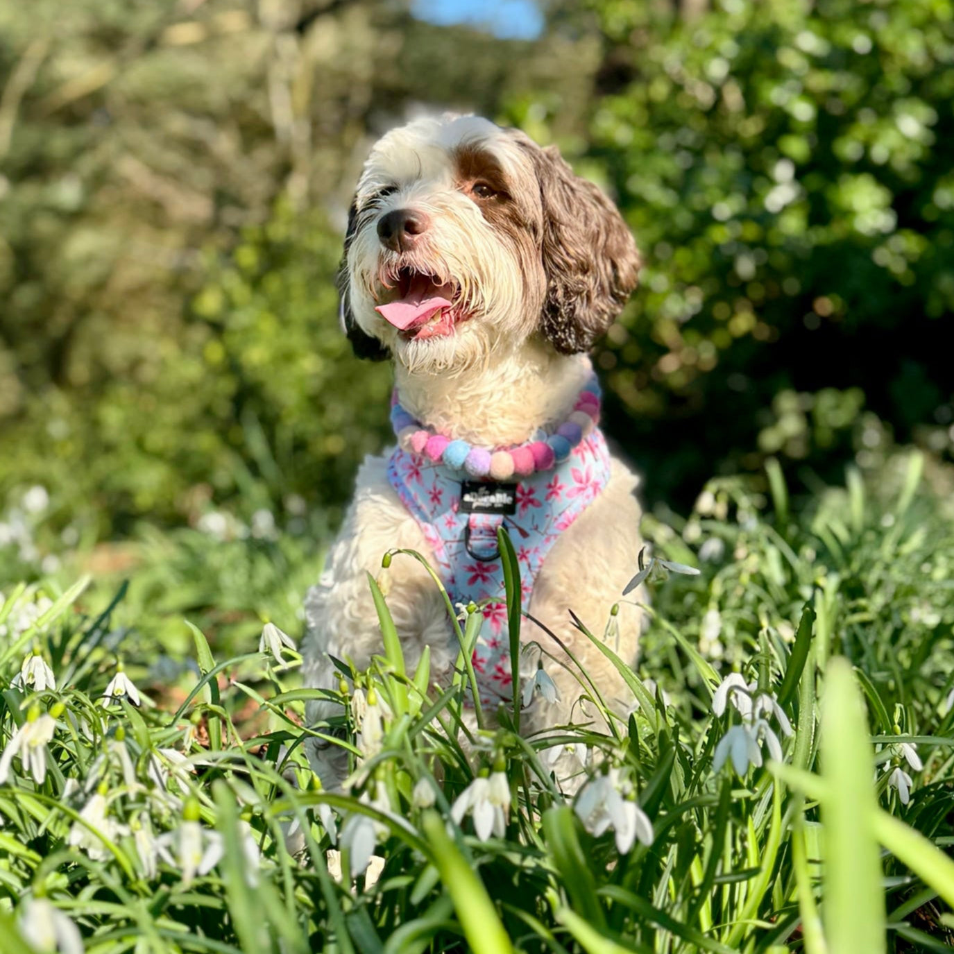 Blooming Pom Pom Collar