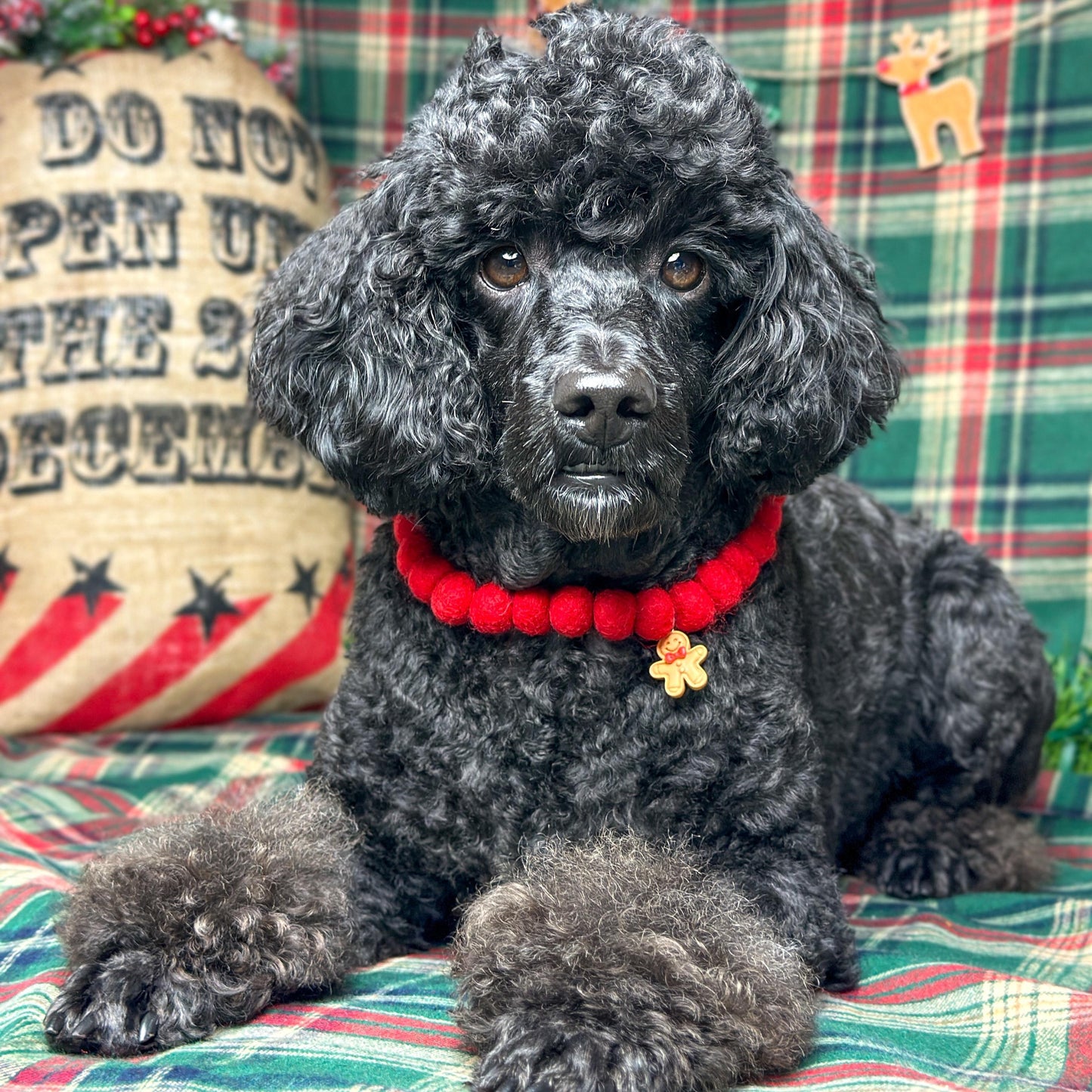 Festive Paws Christmas Pom Pom Collar