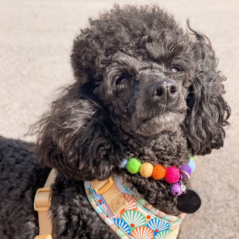 Toy poodle clearance collars