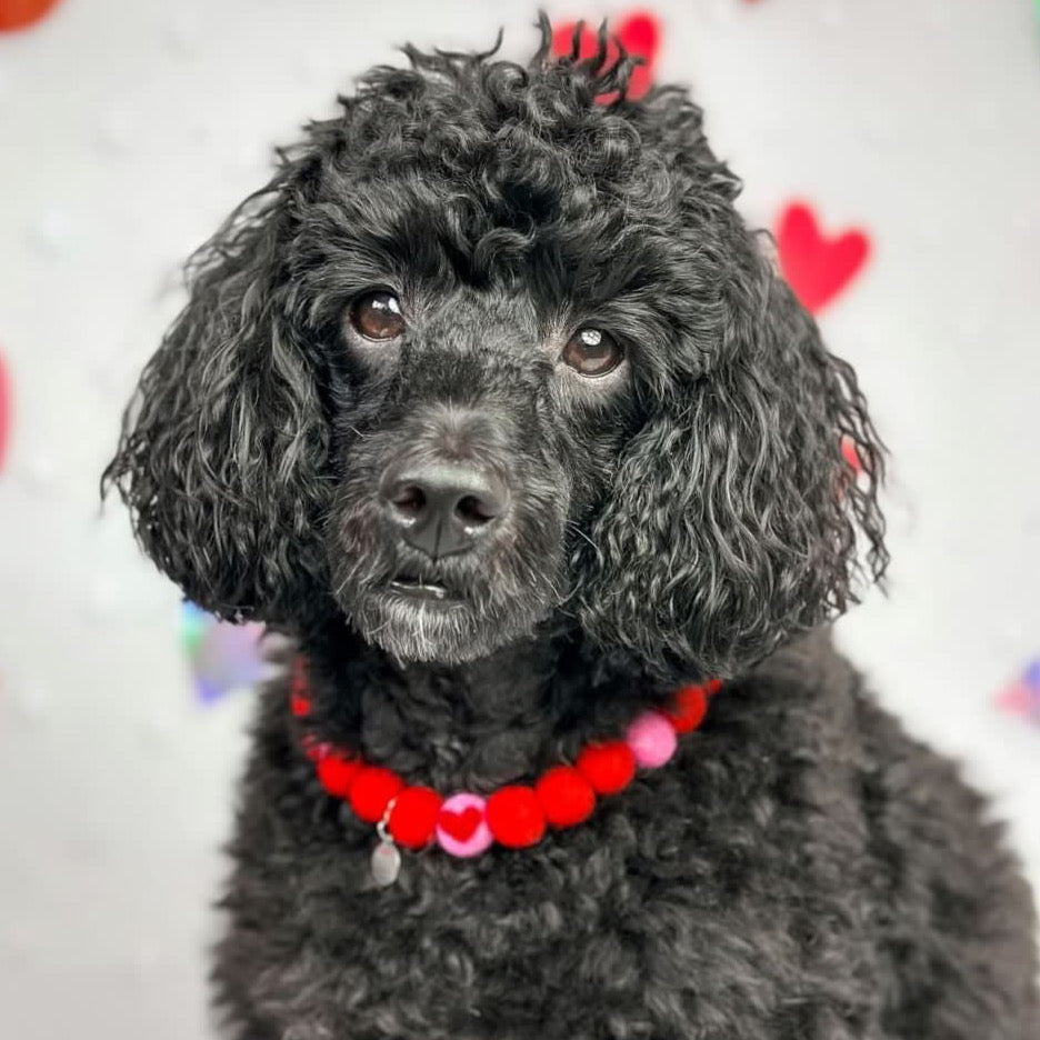 Romance Pom Pom Collar