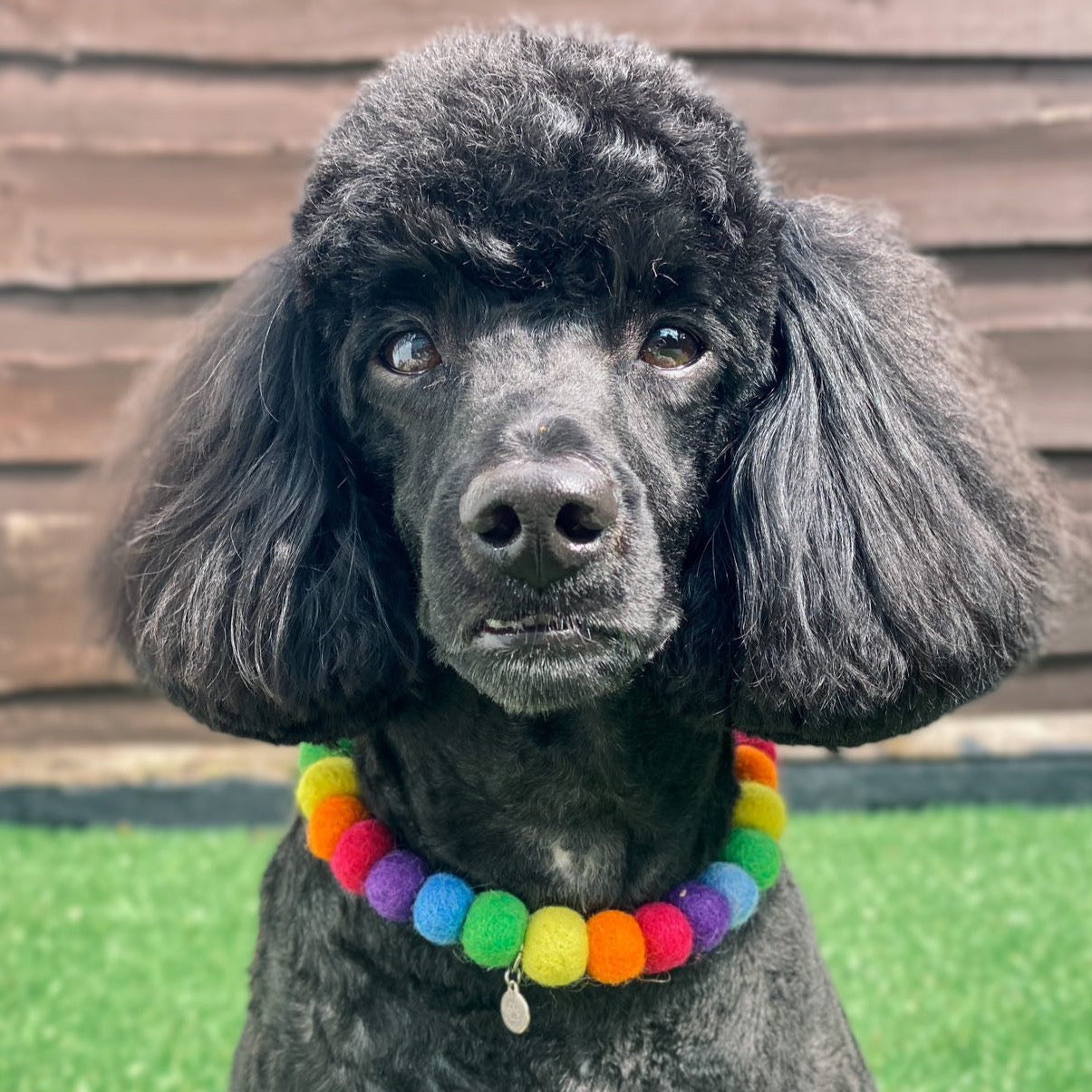 Standard hotsell poodle collars