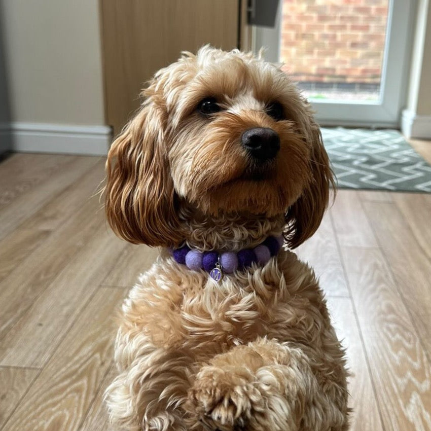 Purple Passion Pom Pom Dog Collar Necklace