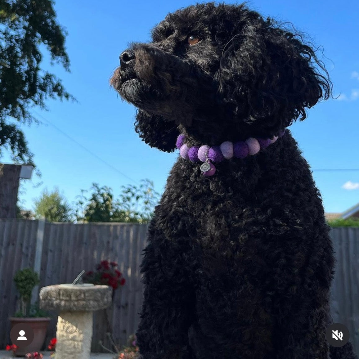 Purple Passion Pom Pom Dog Collar Necklace