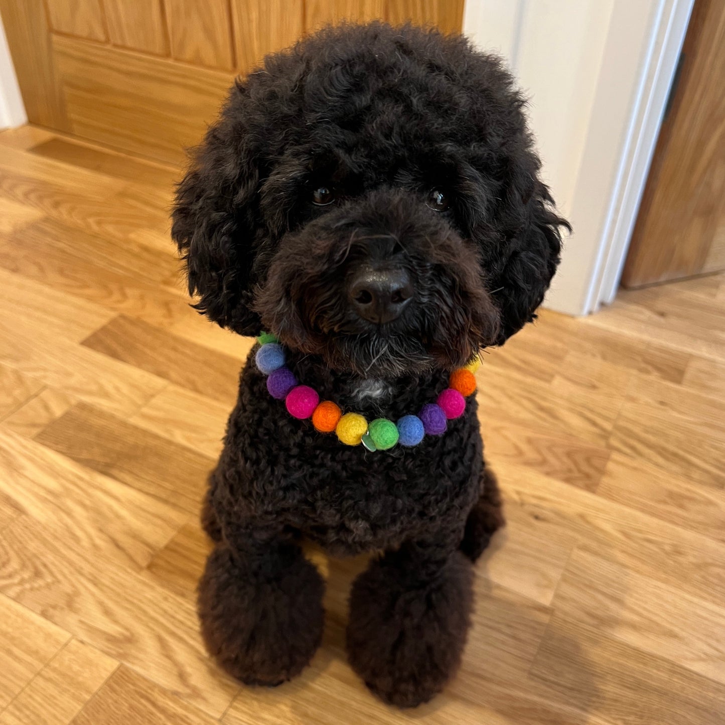 Rainbow Pom Pom Dog Collar Necklace