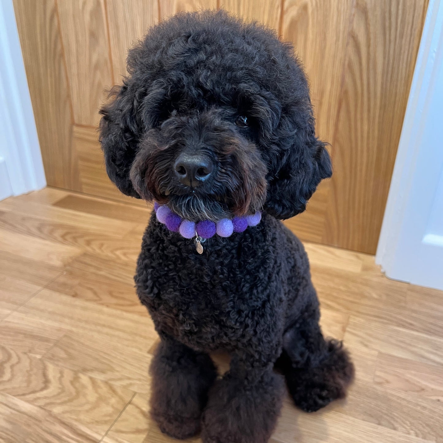 Purple Passion Pom Pom Dog Collar Necklace