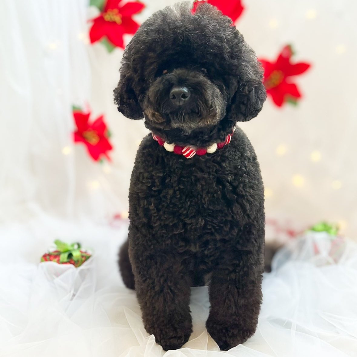 Candy Cane Christmas Pom Pom Collar