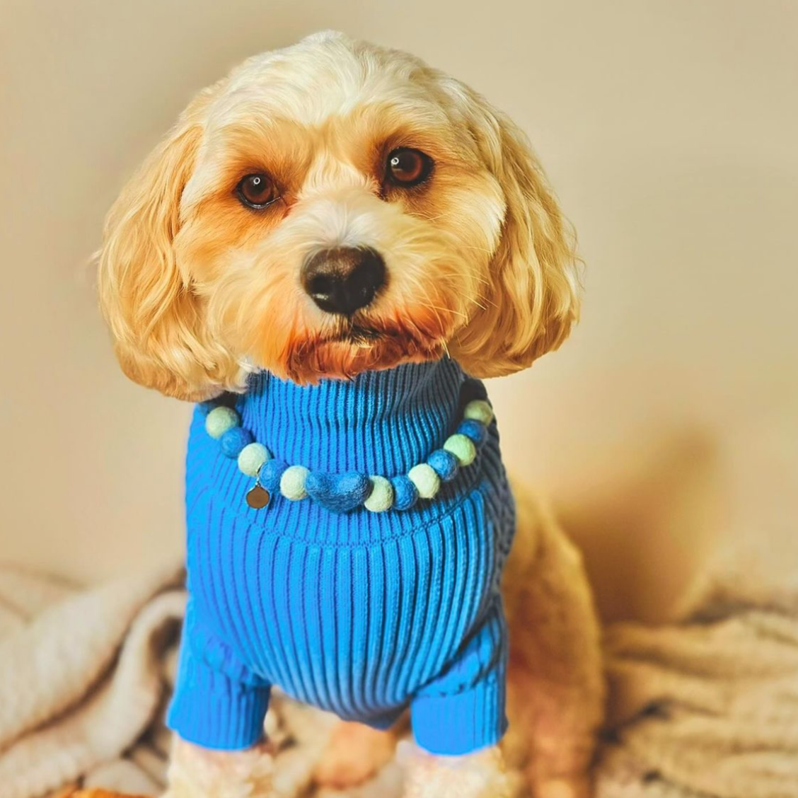 Fresh Pup Heart Pom Pom Collar