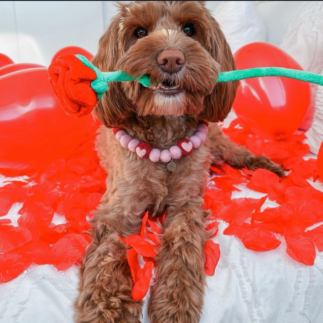 Admirer Pom Pom Collar