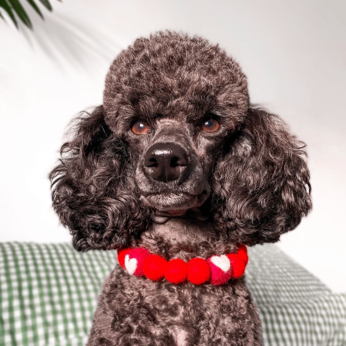 Love Pom Pom Collar