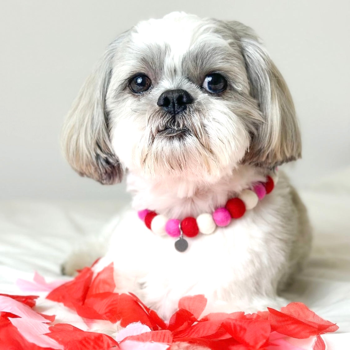 Cupid Approved Pom Pom Collar