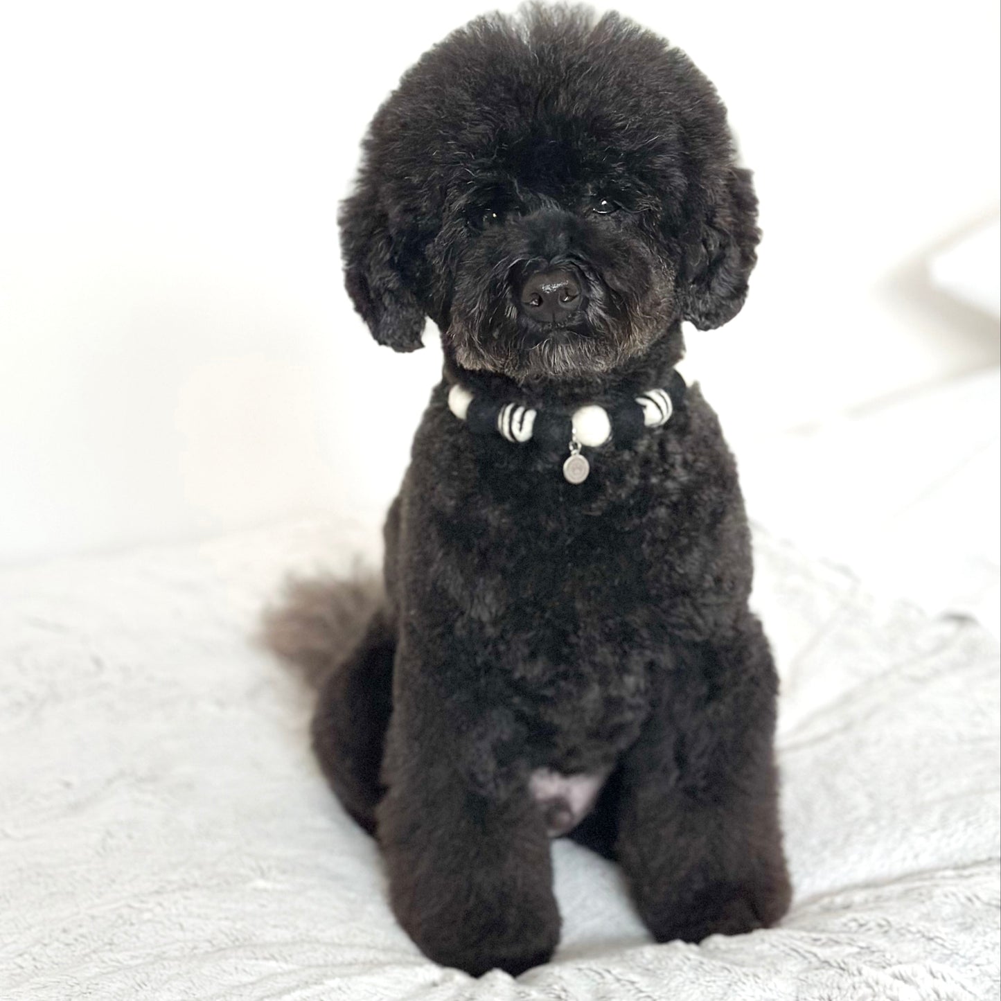 Zebra Pom Pom Collar