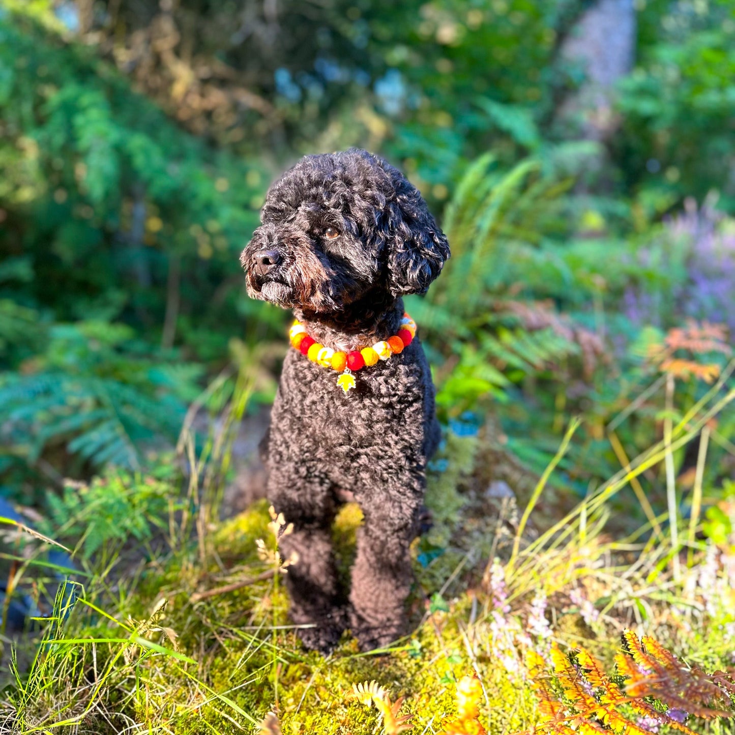 Golden Hour Autumn Pom Pom Collar