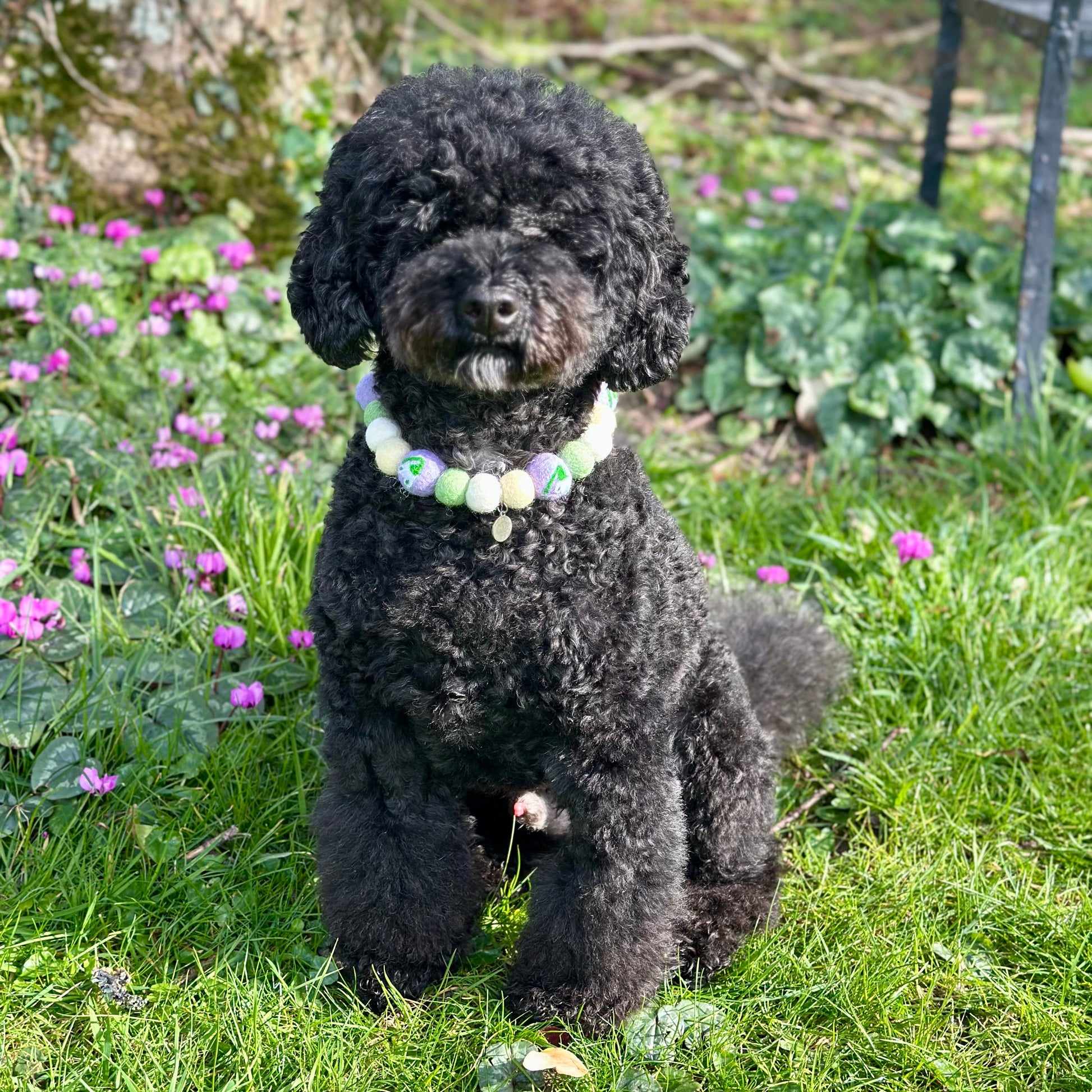 Snow Drop Pom Pom Collar - Black Toy Poodle