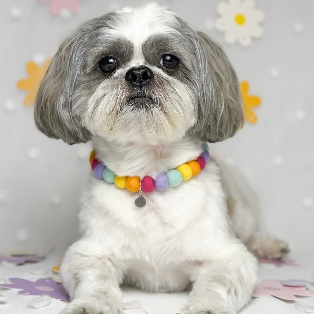 Poppies Rainbow Pom Pom Collar