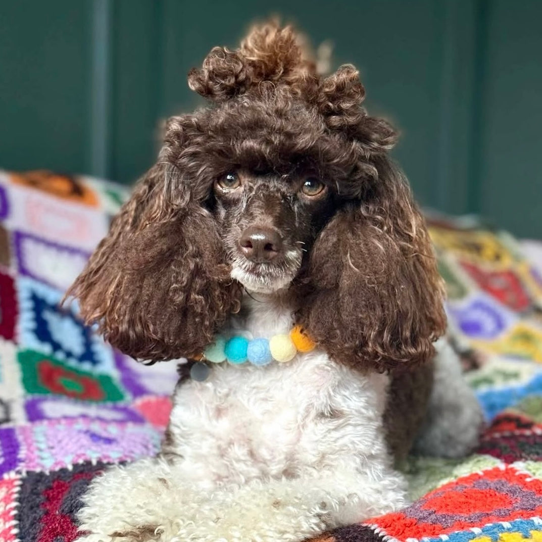 Spring Breeze Pom Pom Collar