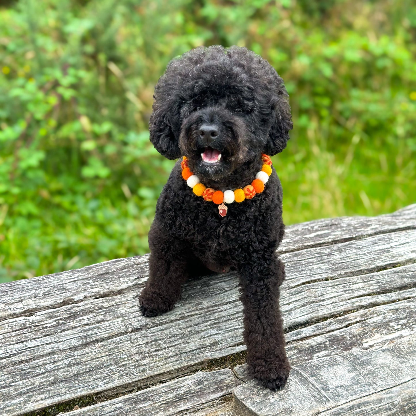 Golden Harvest Autumn Pom Pom Collar