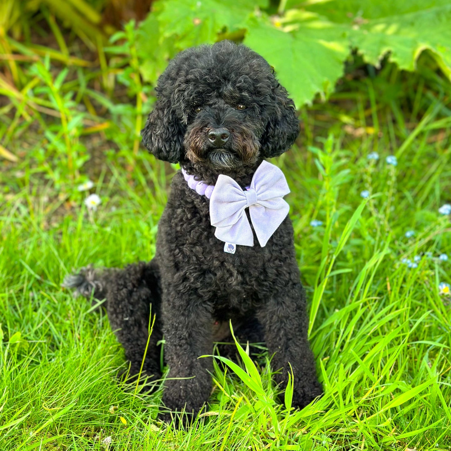 Lilac Pom Pom Collar