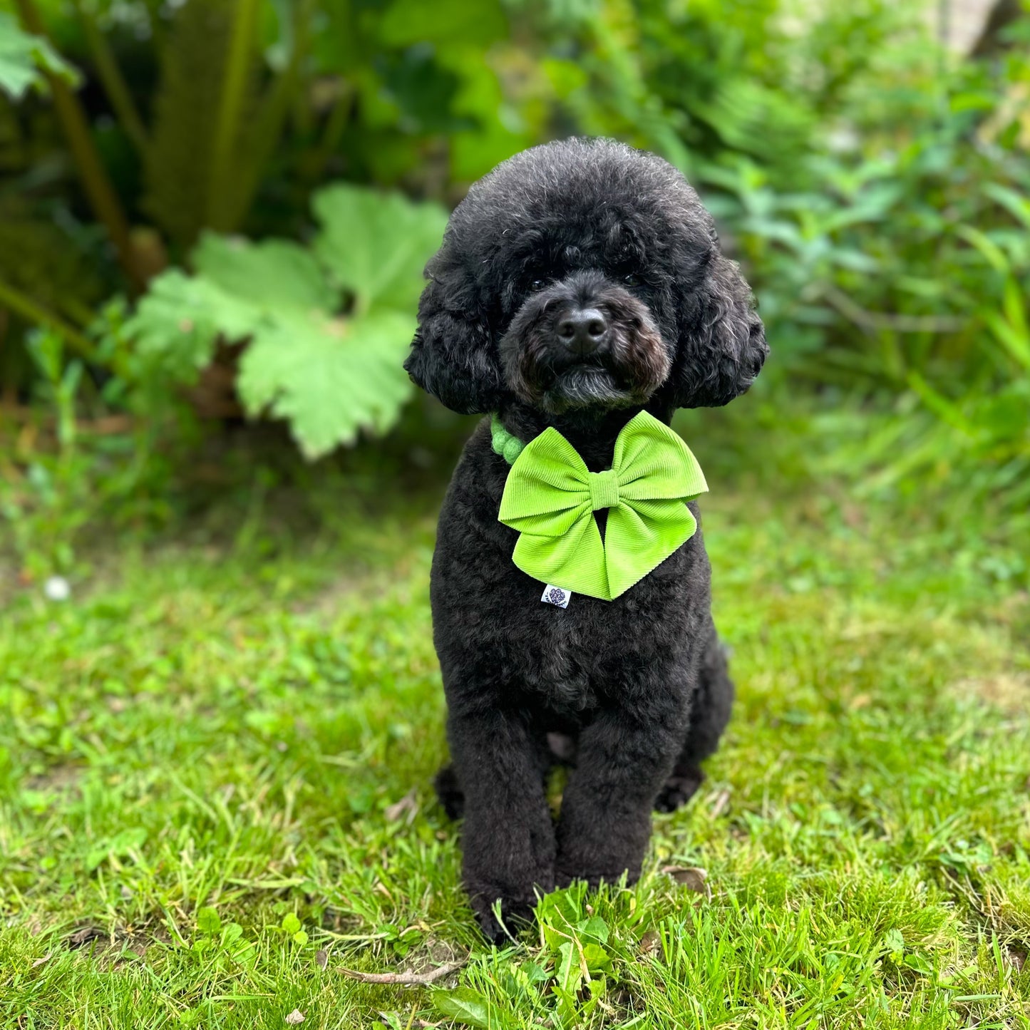 Grass Green Pom Pom Collar